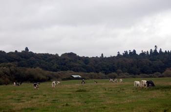 The Heath seen from Old Linslade Road October 2008